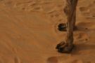 Camel Feet, Western Desert